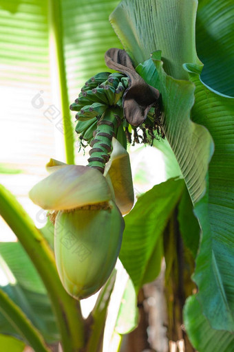 香蕉花开花