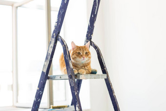 修复绘画墙猫坐在活梯有趣的图片