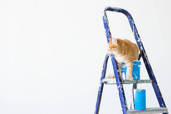 <strong>修复</strong>绘画墙猫坐在活梯有趣的<strong>图片</strong>复制空间