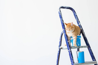 修复绘画墙猫坐在活梯有趣的图片复制空间
