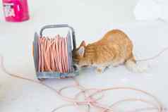 改造修复宠物概念有趣的姜猫坐着地板上重新装饰
