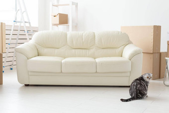 美丽的灰色的苏格兰褶皱猫坐在空沙发移动公寓概念<strong>乔迁</strong>庆宴好传统猫