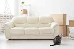 美丽的灰色的苏格兰褶皱猫坐在空沙发移动公寓概念乔迁庆宴好传统猫