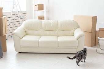 美丽的灰色的苏格兰褶皱猫坐在空沙发移动公寓概念乔迁庆宴好传统猫