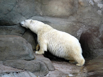 极地熊熊属maritimus