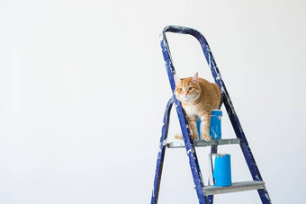 <strong>修复</strong>绘画墙猫坐在活梯有趣的<strong>图片</strong>复制空间