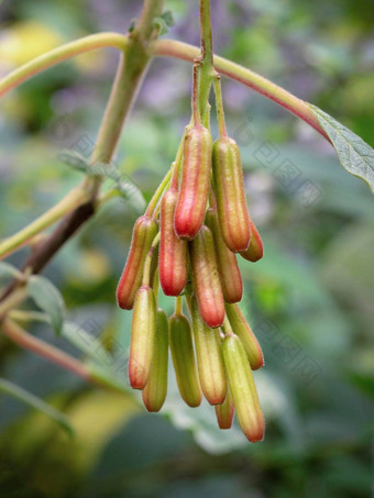种子豆荚玻利维亚樱红色植物