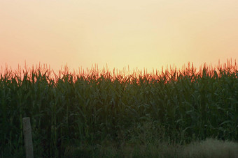 日落玉米场