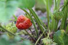 丑陋的丑陋的草莓浆果成长布什夏天浆果sun收集草莓