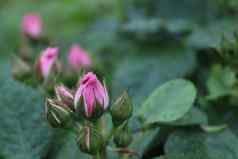 玫瑰味蕾视图一边园艺作物日益增长的玫瑰花背景