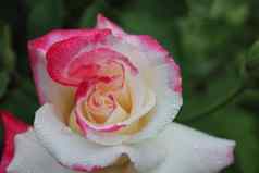 白色粉红色的分给玫瑰特写镜头日益增长的玫瑰花园艺爱好