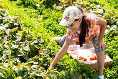 快乐年轻的孩子女孩挑选吃草莓种植园