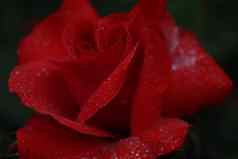 珊瑚粉红色的玫瑰滴雨露水特写镜头eleous背景一分钱Copyspace