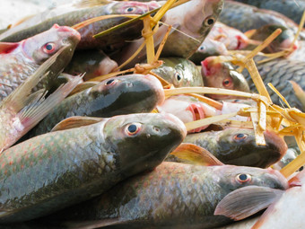 鱼市场champasak老挝
