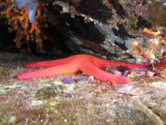 红色的海星海底