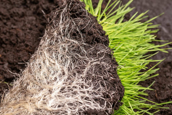 特写镜头交织在一起粉末地面绿色草vitgrass<strong>概念肥料</strong>健康的食物补充人动物