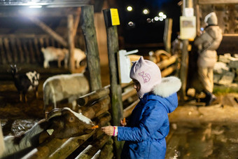可爱的女孩喂养羊农场快乐女孩家庭周末国家一边友谊孩子动物