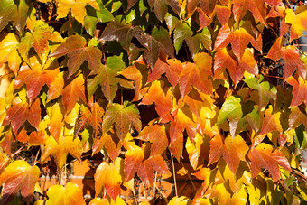 明亮的红色的橙色秋天秋天叶子背景色彩斑斓的明亮的墙秋天红色的橙色叶子