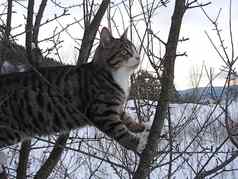 斯堪的那维亚生活方式猫攀爬树