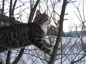 斯堪的那维亚生活方式猫攀<strong>爬树</strong>