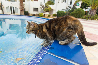 可爱的猫喝水游泳池