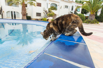 可爱的<strong>猫喝水</strong>游泳池