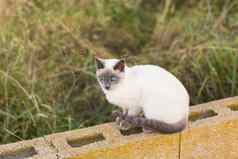 宠物血统动物概念肖像暹罗猫蓝色的眼睛
