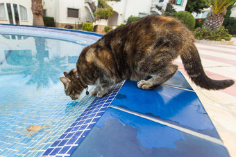 可爱的猫喝水游泳池