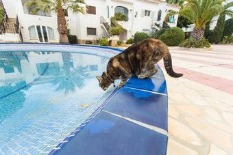可爱的<strong>猫喝水</strong>游泳池