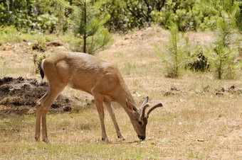 加州的黑尾鹿