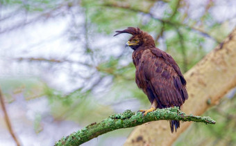 肯尼亚国家公园鹰枇杷属西方的一