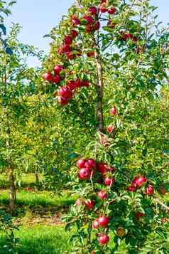 苹果树大红色的苹果