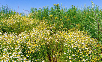 洋甘菊花朵场