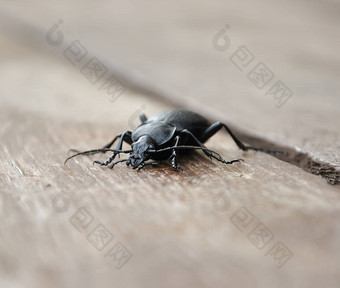 地面甲虫