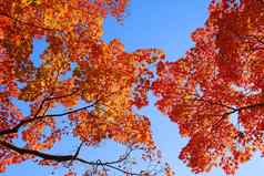橙色枫木树秋天树叶