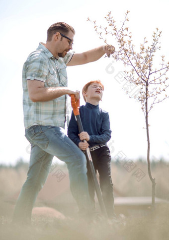 男孩帮助父亲植物树