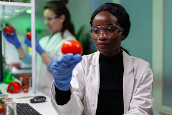 非洲美国科学家女人持有转基因生物番茄分析注射农药