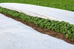 土豆种植园覆盖agrofibre开放年轻的土豆灌木变暖温室效果护理保护硬化植物晚些时候春天agroindustry农业