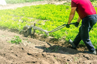 农民培养胡萝卜种植园培养土壤删除杂草草放松地球改善访问水空气根植物作物护理农业农业行业