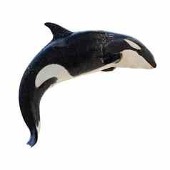 跳跃虎鲸orcinus虎鲸
