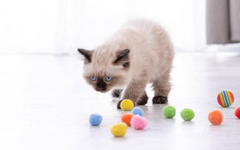 小猫布偶猫玩玩具