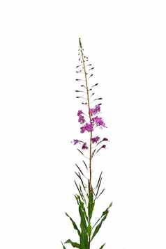 夹竹桃willowherbepilobium安古斯替弗卢姆