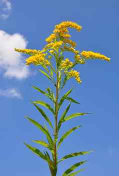 巨大的秋麒麟草属植物一枝黄花gigantea