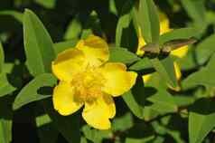 大黄色的金丝桃属植物绿色树叶