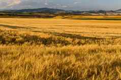 成熟的小麦字段遥远的山加勒廷县蒙大拿美国