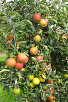 苹果果园夏天覆盖色彩斑斓的苹果