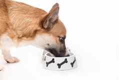 彭布罗克威尔士矮脚狗可爱的狗吃食物
