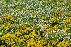 绿色草地白色黄色的花
