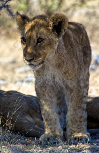 小狮子幼崽埃托沙国家公园纳米比亚非洲