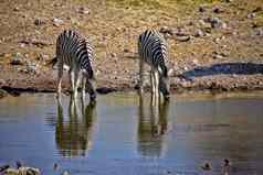 喝斑马水潭埃托沙国家公园纳米比亚